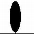 Zomereik (Zuilvorm beveerd) omtrek 10-12cm